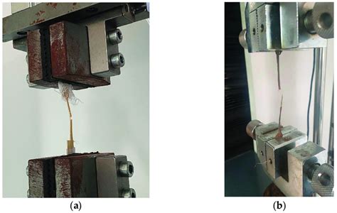 tensile strength xylem|xylem system review.